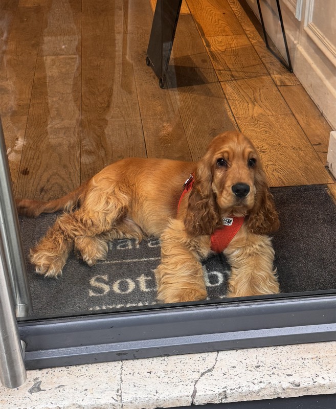 Colette, the English Cocker Spaniel we met in Paris